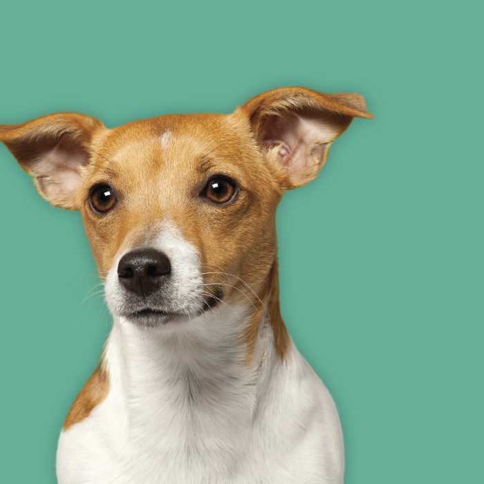 jack russel dog on teal background