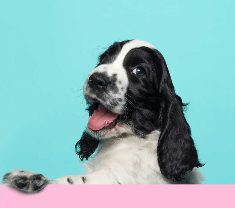 pork category image spaniel dog close up paw on surface