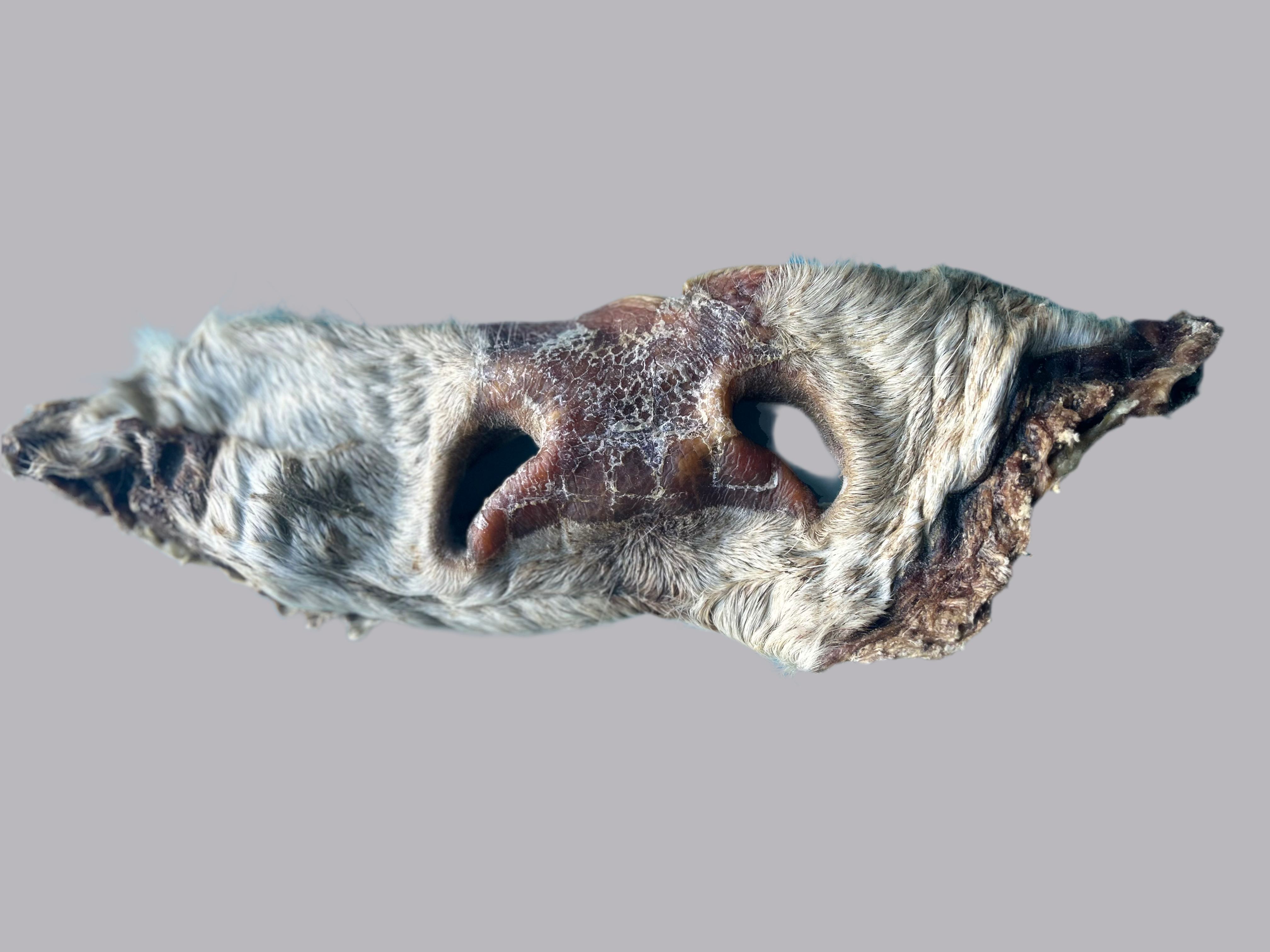 Beef - Noses with fur